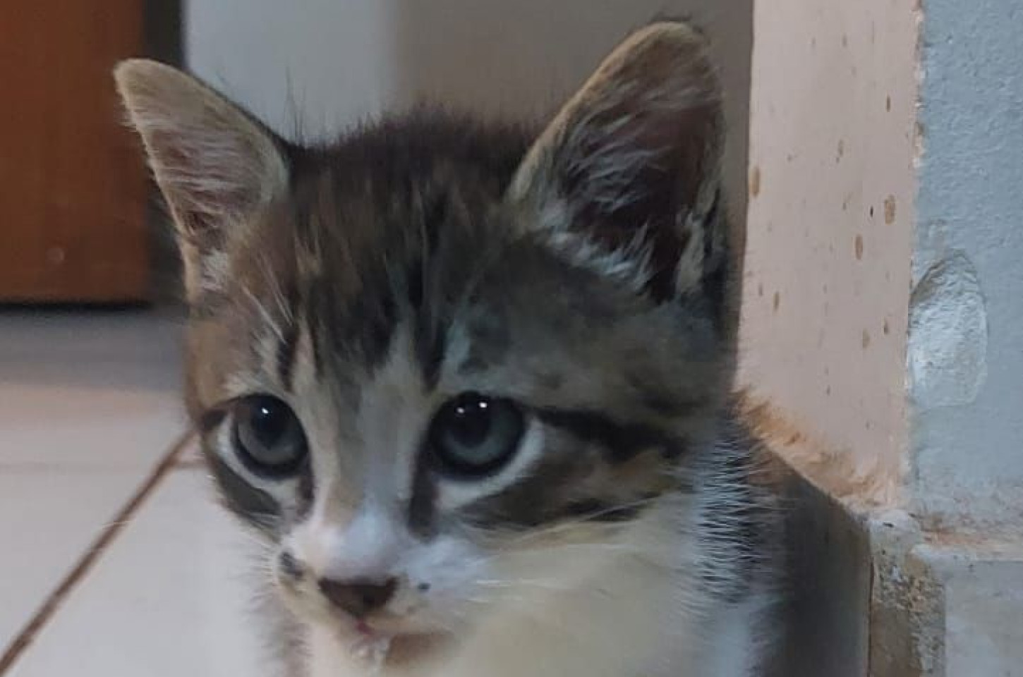 Quem REALMENTE precisa de ajuda? Os animais?