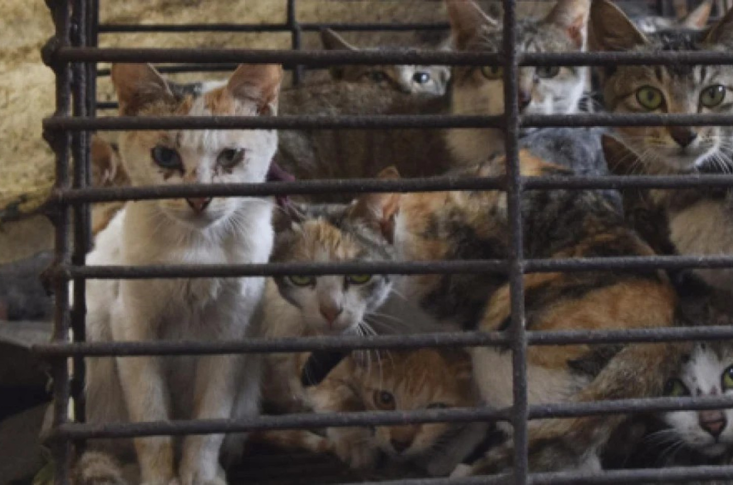 Quem são os pequeninos de Jesus?