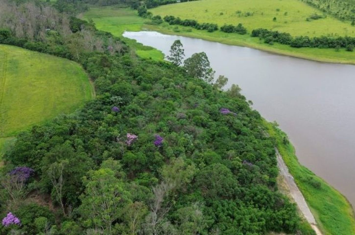 Refloresta-SP restaura 17,5 hectares no Alto Tietê com resultados expressivos