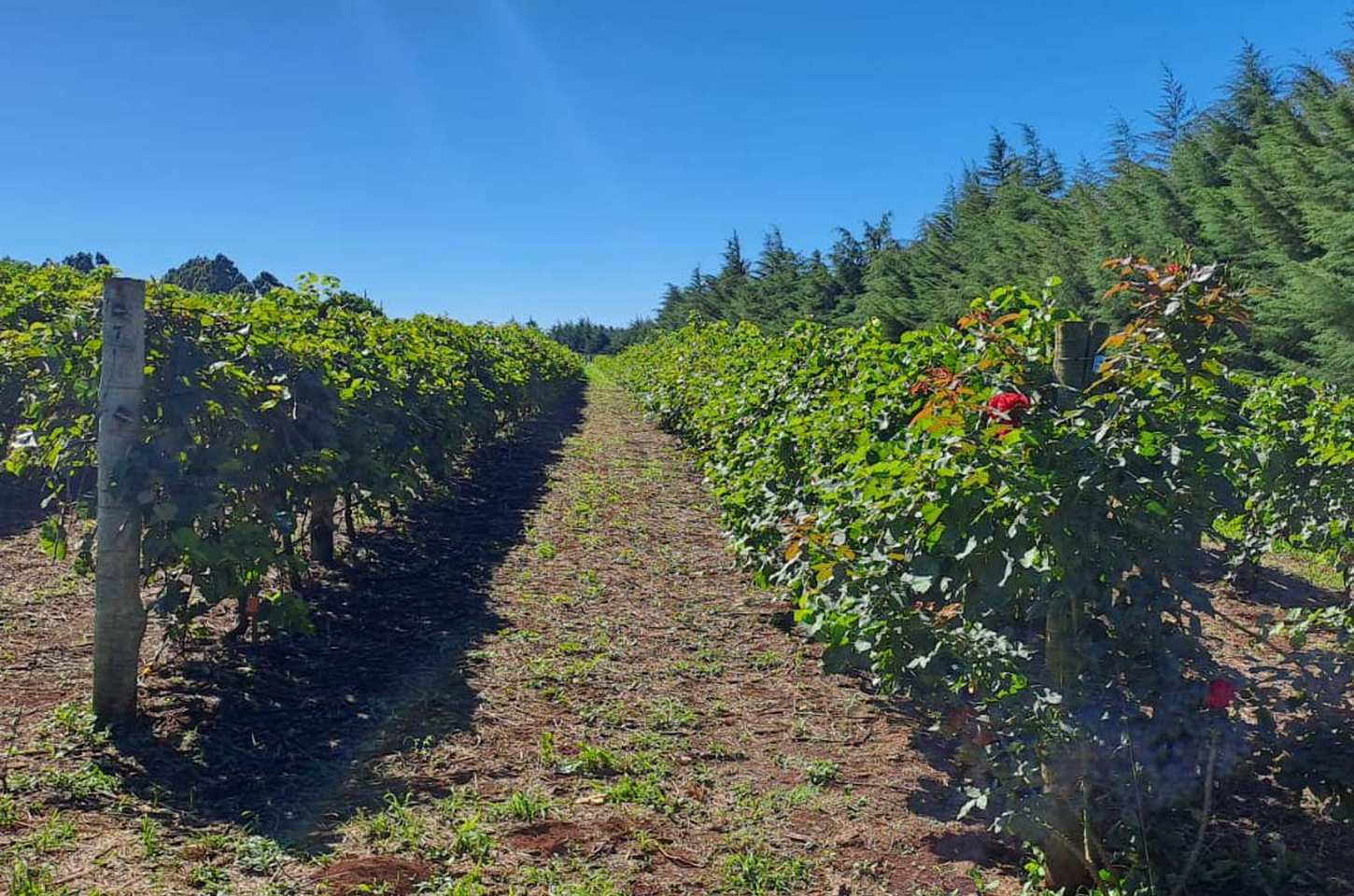Revitis impulsiona viticultura paranaense com R$ 9 milhões para 444 famílias