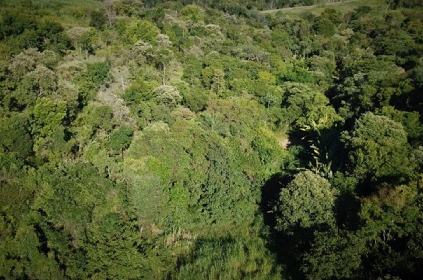 São Paulo amplia em nove vezes monitoramento ambiental por satélite