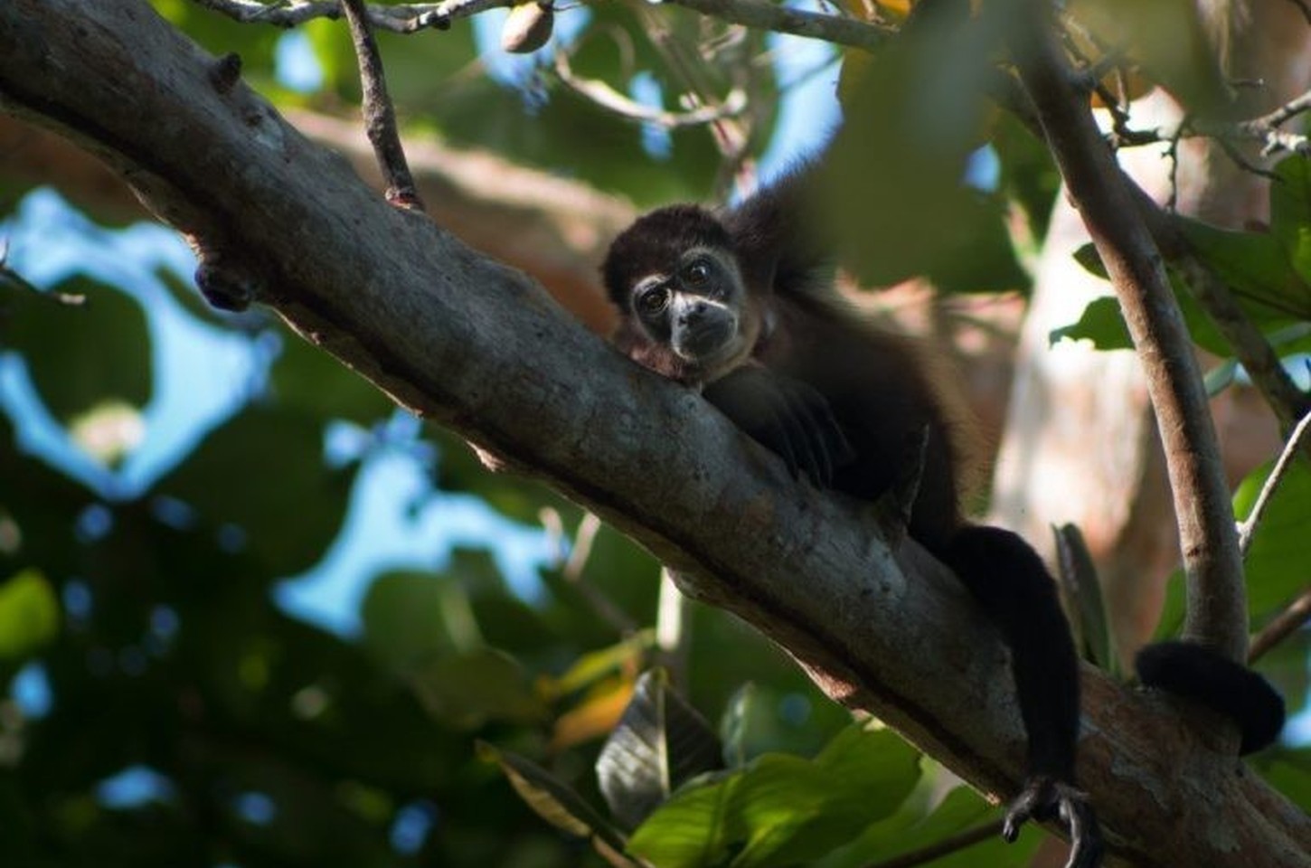 São Paulo busca empresas para resgate de animais silvestres