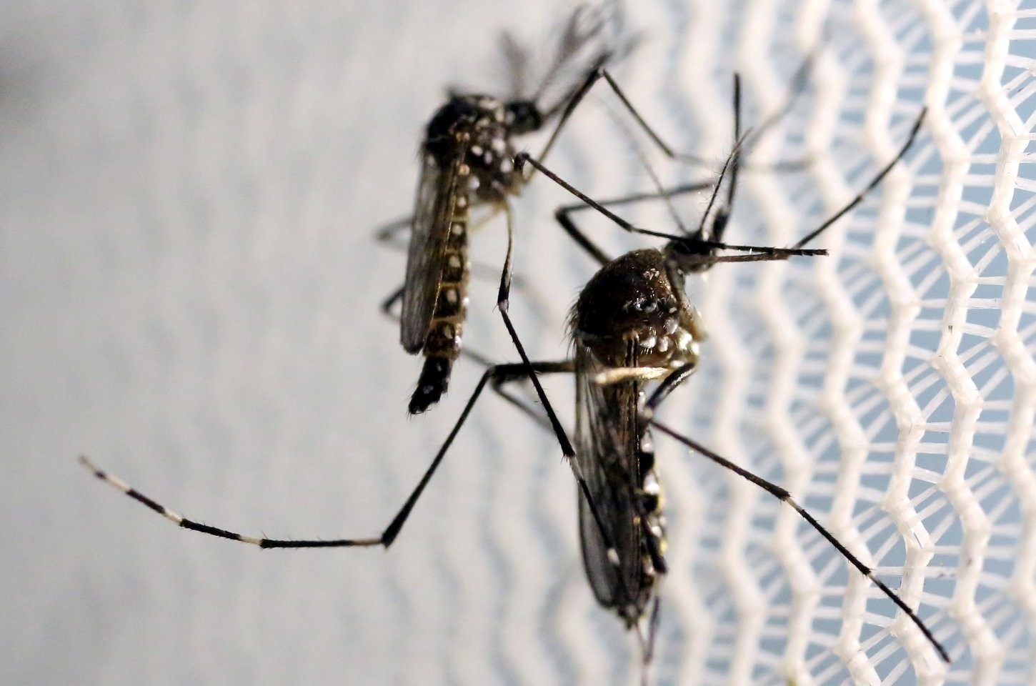 São Paulo confirma mais dois casos de febre amarela; nenhuma vítima havia se vacinado