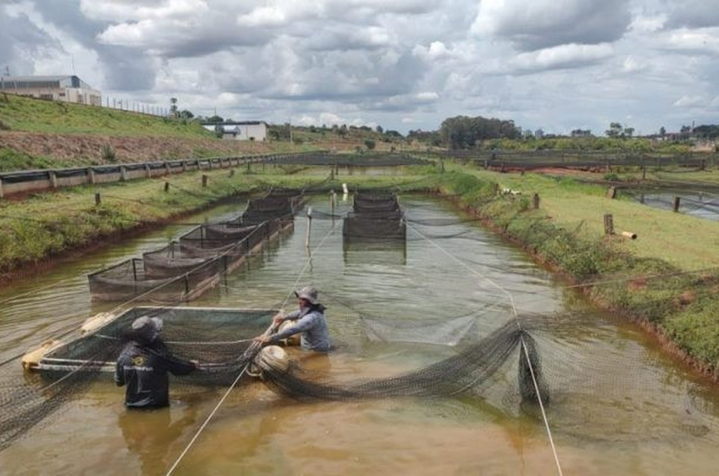São Paulo intensifica monitoramento sanitário para proteger produção de tilápia