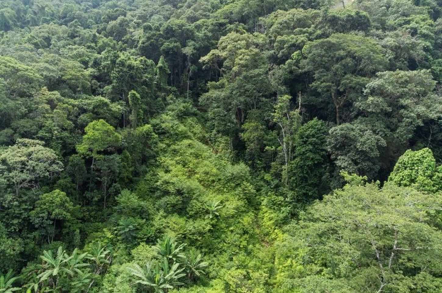 São Paulo investe R$ 250 milhões em fundos verdes enquanto COP30 debate clima