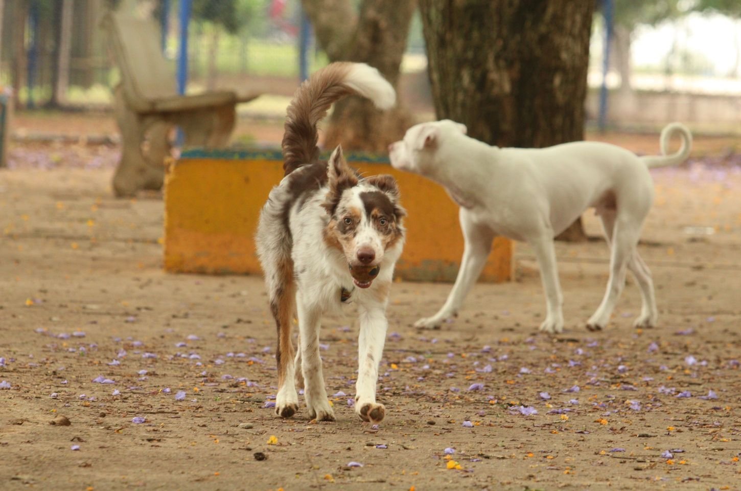 São Paulo promove evento de adoção de animais com mais de 300 pets disponíveis