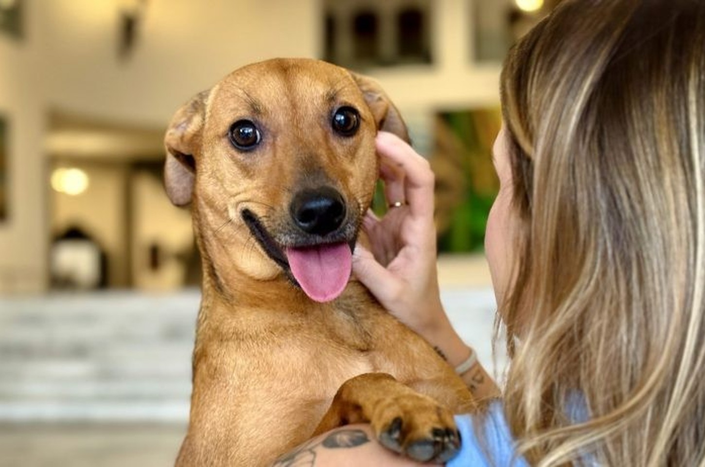 São Paulo registra 20,9 mil denúncias de maus-tratos a animais em 2025