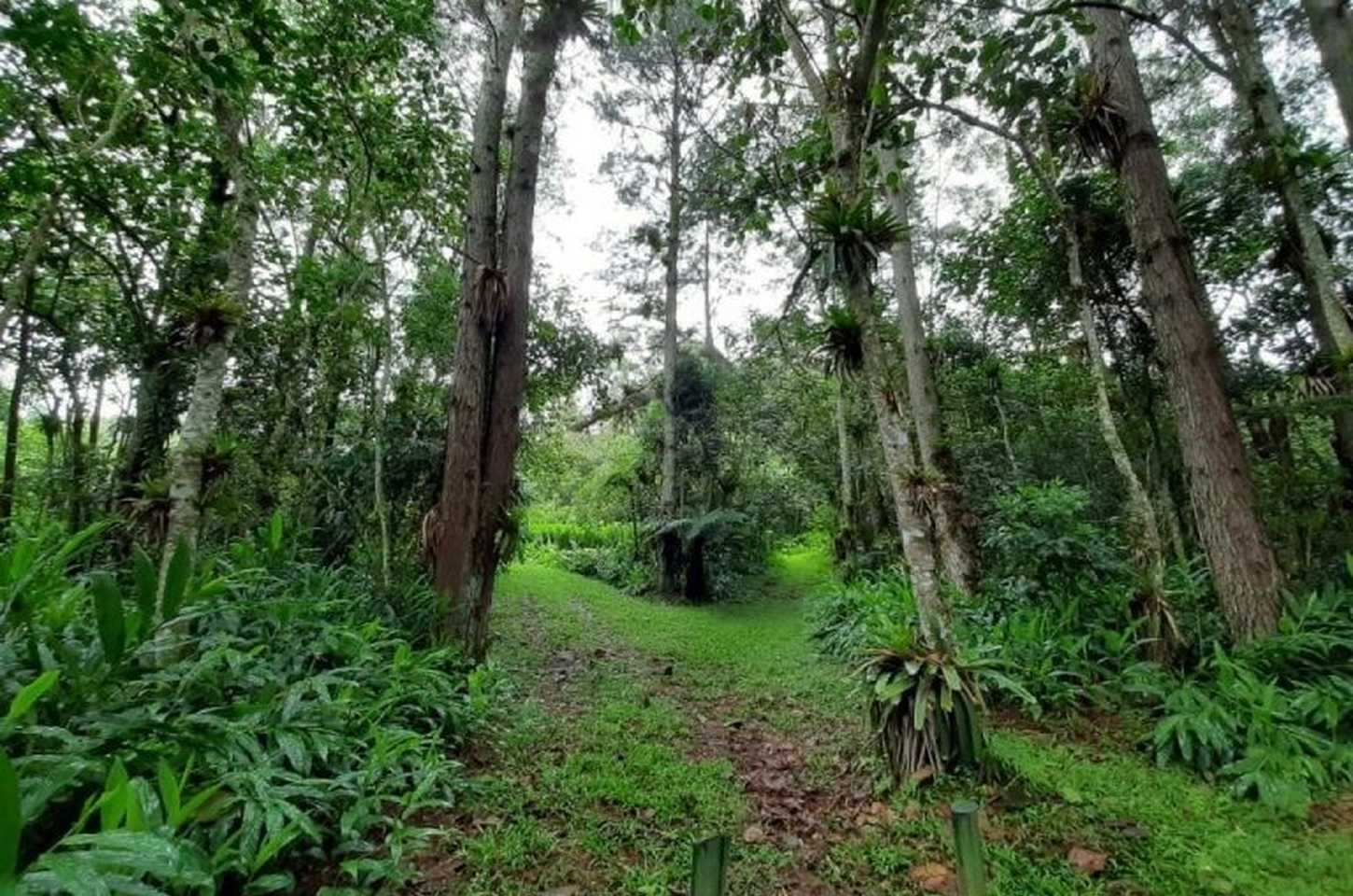 São Paulo restaura 34 mil hectares e se torna referência ambiental