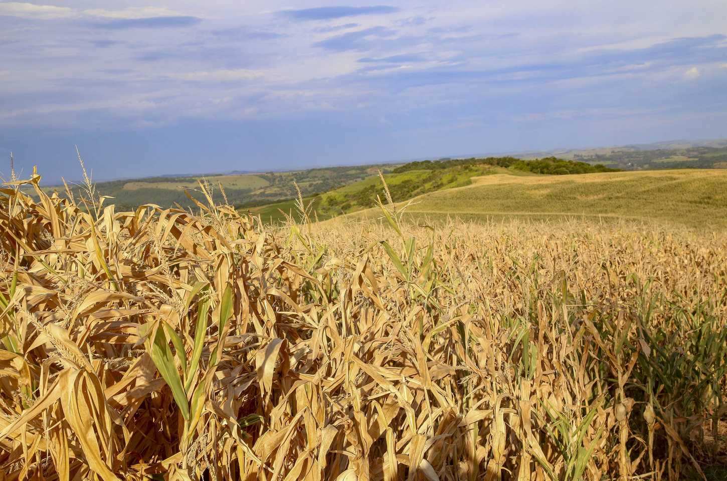 Seca avança no Paraná e preocupa agricultura e abastecimento