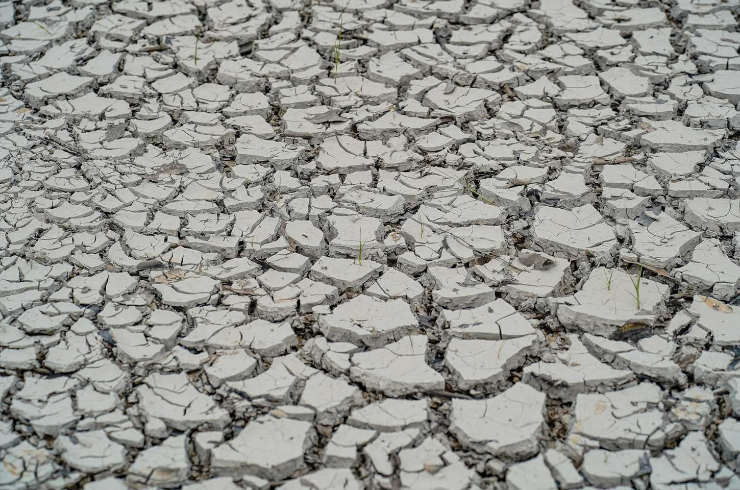 Seca e estiagem levam governo a decretar emergência em 15 cidades do Nordeste