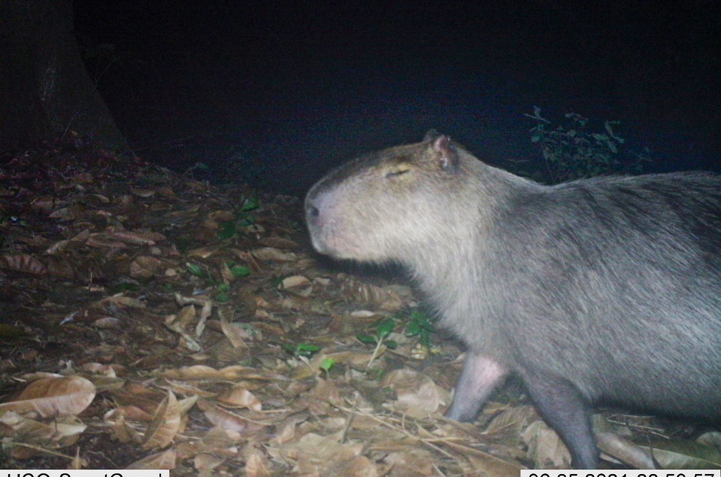 Seis homens são presos por agredirem capivara na Ilha do Governador