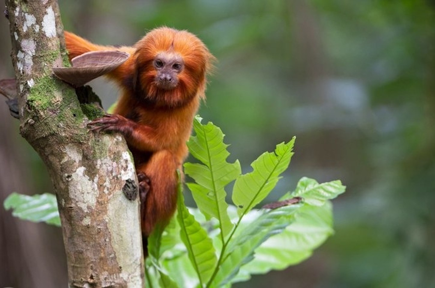 Série documental destaca fauna ameaçada na TV Brasil