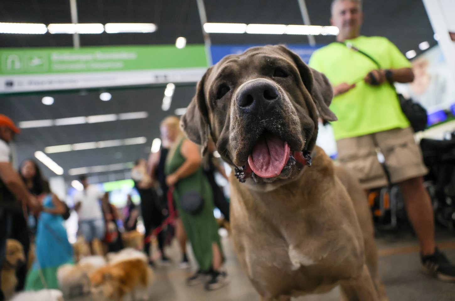 STF mantém suspensão de lei sobre animais de apoio emocional em voos