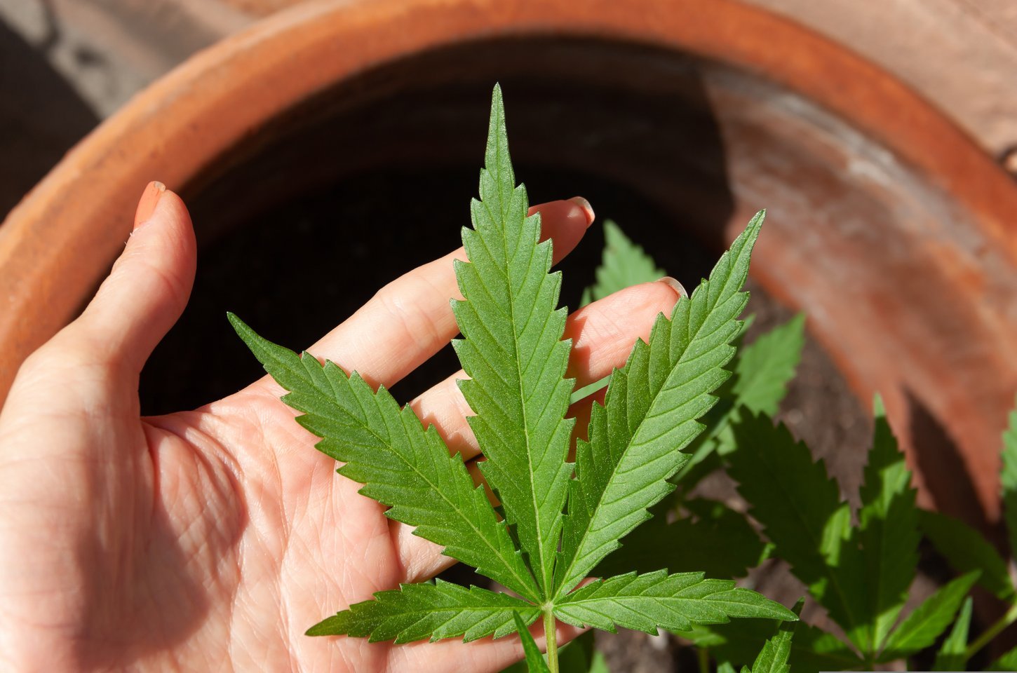STJ adia novamente prazo para regulamentação da cannabis medicinal