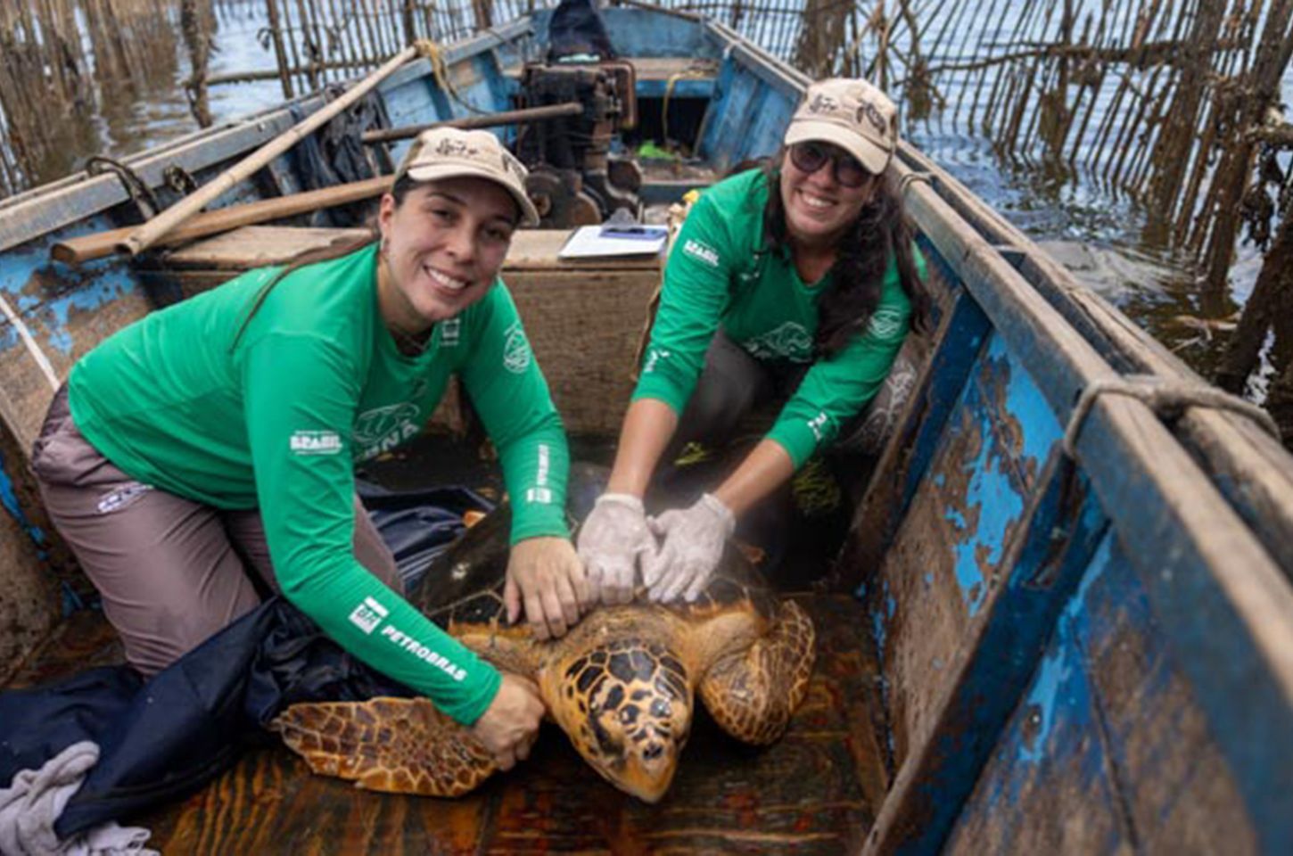 Tartarugas-cabeçudas reaparecem na Baía de Guanabara e intrigam cientistas