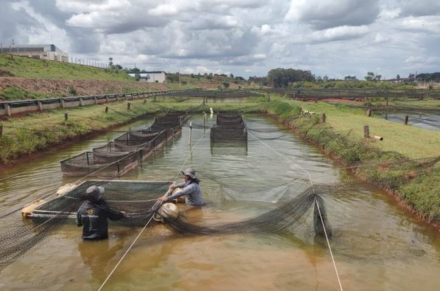 Tilápia impulsiona piscicultura paulista com crescimento de 4% na produção