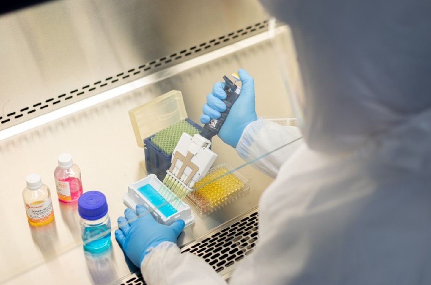 Veneno de sapo-cururu da Amazônia revela potenciais antibióticos