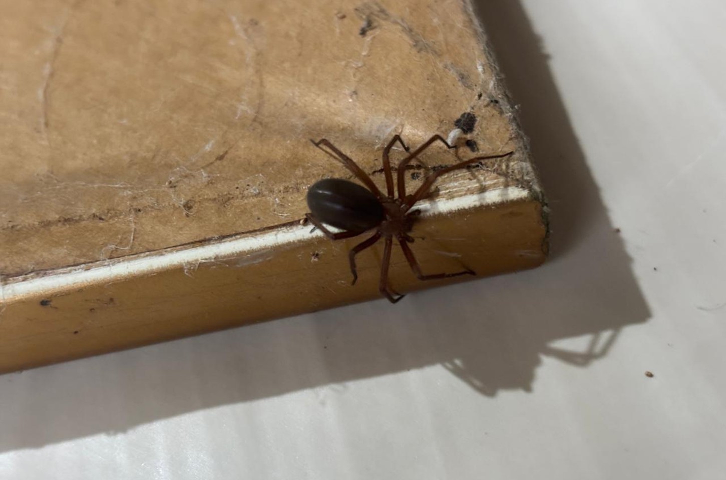 Verão exige cuidados redobrados com aranhas no Paraná