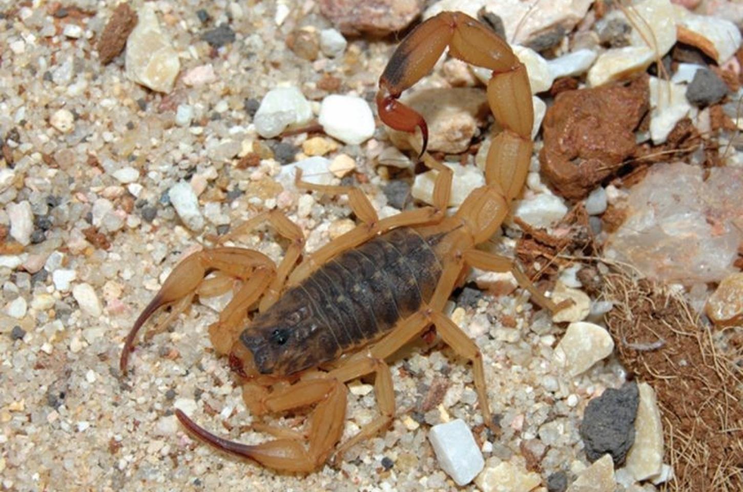 Verão traz alerta máximo para acidentes com escorpiões em SP