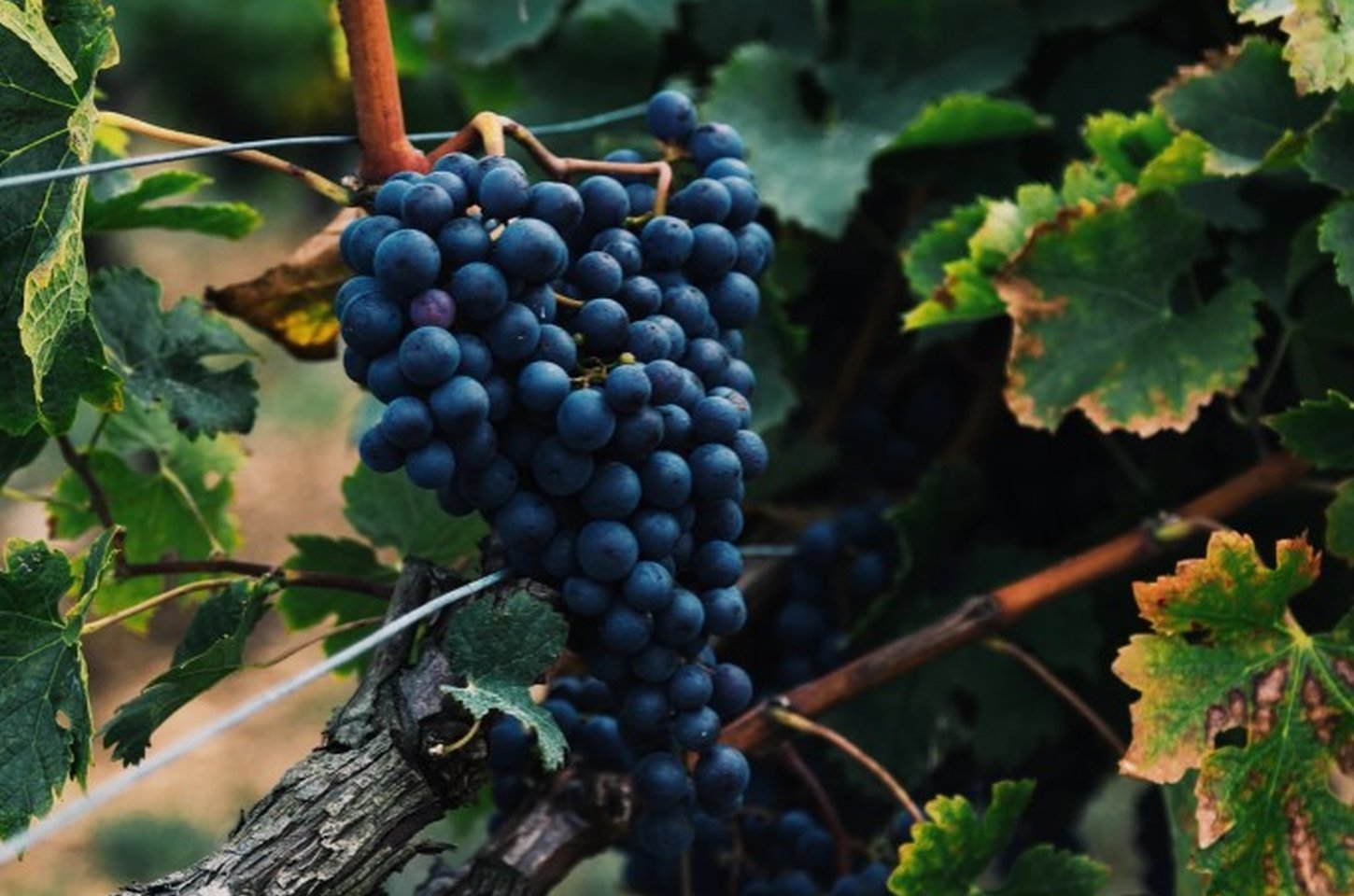 Vinhos paulistas conquistam o mundo: medalha de ouro em Cannes e eleição como melhor tinto do Brasil