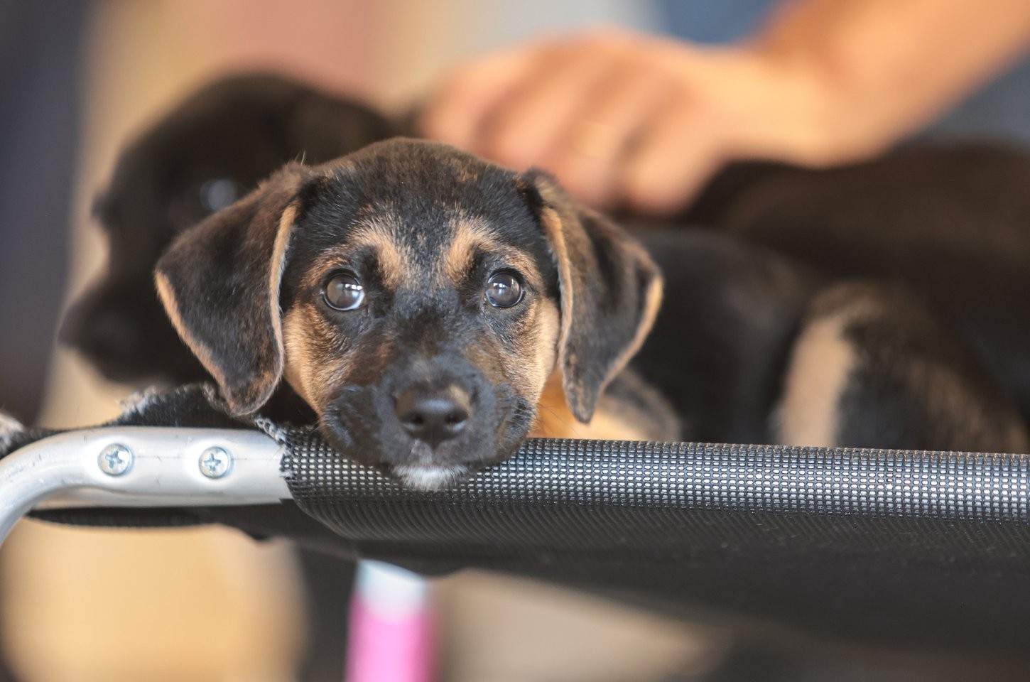 Violência contra animais: educação e empatia como caminhos para quebrar ciclos