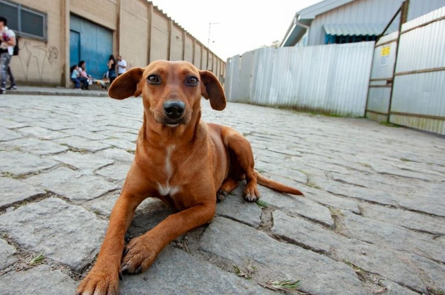 Vira-Lata Caramelo é reconhecido como patrimônio cultural de São Paulo